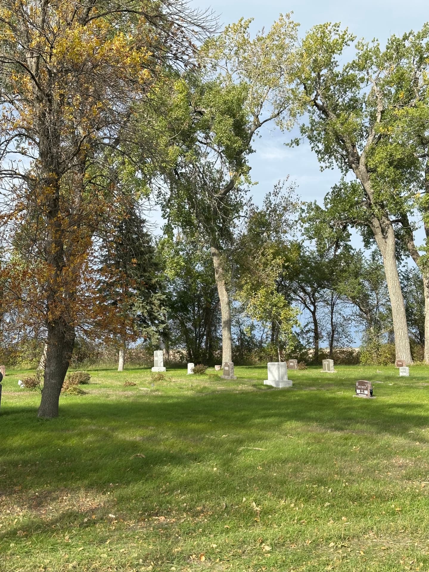 Sunlight falling through tall trees onto the cemetery lawn